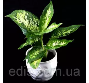 Диффенбахія плямиста 1 шт. 20-30 см, 0,5 л. Диффенбахія плямиста 1 шт. 20-30 см, 0,5 л.