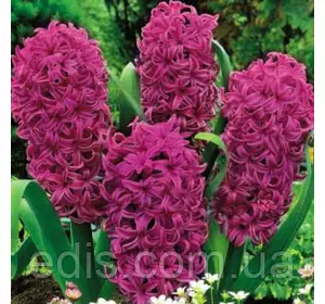 Гіацинт Woodstock 1 цибулина (калібр 18/19 - дуже великий) Гіацинт Woodstock 1 цибулина (калібр 18/19 - дуже великий)