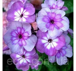 Флокс Magic Blue кореневище Флокс Magic Blue кореневище