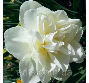 Нарцис махровий Obdam (Обдам) 12/+ 1 цибулина Нарцис махровий Obdam (Обдам) 12/+ 1 цибулина