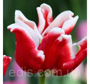 Тюльпан хвилястий Elegant Crown (Елегант Краун) 3 цибулини Тюльпан хвилястий Elegant Crown (Елегант Краун) 3 цибулини