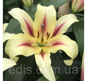 Лілія ОТ гібрид Lavon 1 цибулина 12/14 Лілія ОТ гібрид Lavon 1 цибулина 12/14