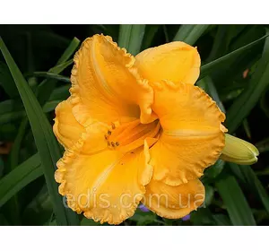 Лілейник Ever so Ruffled кореневище Лілейник Ever so Ruffled кореневище