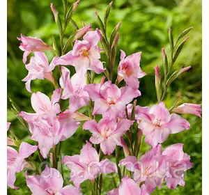 Гладіолус nanus Charming Beauty (мініатюрний) 10/12 3 шт./уп. Гладіолус nanus Charming Beauty (мініатюрний) 10/12 3 шт./уп.