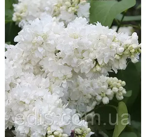 Бузок Аліса Хардінг Бузок Аліса Хардінг