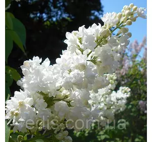 Бузок Міс Еллен Виллмот (кореневласних саджанець) Бузок Міс Еллен Виллмот (кореневласних саджанець)