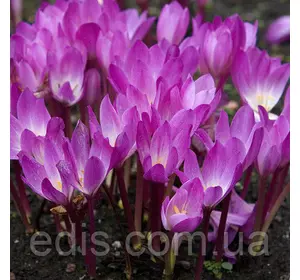 Колхикум (пізньоцвіт) Cilicicum purpureum 1 цибулина Колхикум (пізньоцвіт) Cilicicum purpureum 1 цибулина