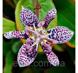 Тріціртіс Hirta Тріціртіс Hirta