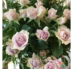 Троянда спрей Сільвер Шэдоу (Silver Shadow) Троянда спрей Сільвер Шэдоу (Silver Shadow)