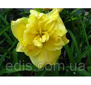 Лілейник Yellow Submarine Лілейник Yellow Submarine