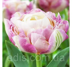 Тюльпан махровий Sweet Desire (Світ Дізайє) 3 цибулинки Тюльпан махровий Sweet Desire (Світ Дізайє) 3 цибулинки