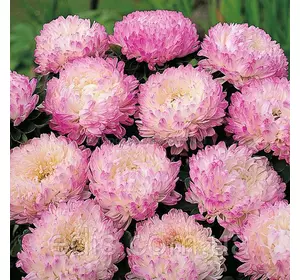 Айстра півонієподібна Яблунева 0,3 г насіння Яскрава Айстра півонієподібна Яблунева 0,3 г насіння Яскрава