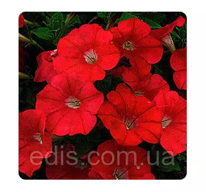 Петунія мініатюрна Червона 0,1 г насіння Яскрава Петунія мініатюрна Червона 0,1 г насіння Яскрава