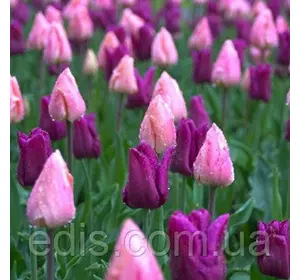 Суміш Пастель 9 цибулин тюльпанів Суміш Пастель 9 цибулин тюльпанів