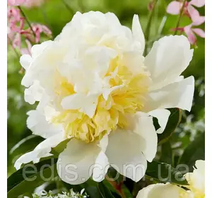 Півонія Bridal Shower кореневище Півонія Bridal Shower кореневище