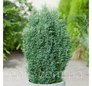 Кипарисовик Van Pelt's Blue (Лавсона Пелтс Блю) у контейнері 2 л. Кипарисовик Van Pelt's Blue (Лавсона Пелтс Блю) у контейнері 2 л.