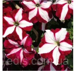 Петунія ампельна Лавина Пурпурова зірка F1 10 насінин-драже Петунія ампельна Лавина Пурпурова зірка F1 10 насінин-драже