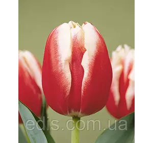 Тюльпан Тріумф Leen van der Mark (Лин ван де Марк) 3 цибулини Тюльпан Тріумф Leen van der Mark (Лин ван де Марк) 3 цибулини