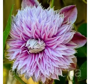 Клематис Josephine (Жозефіна) Клематис Josephine (Жозефіна)