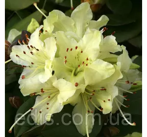 Рододендрон Shamrock 3 г. в контейнере (низкорослый) Рододендрон Shamrock 3 г. в контейнере (низкорослый)