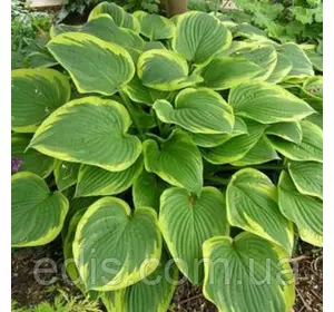 Хоста Fortunei Aureomarginata (Форчуна Ауреомарджината) контейнер 1 л Хоста Fortunei Aureomarginata (Форчуна Ауреомарджината) контейнер 1 л