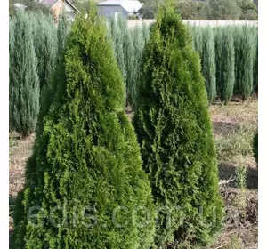 Туя Holmstrup (Холмструп) у контейнері 2 л Туя Holmstrup (Холмструп) у контейнері 2 л