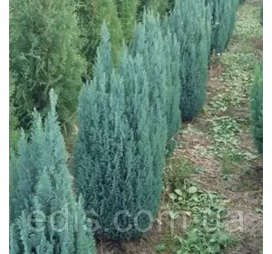 Кипарисовик Ellwoodii (Элвуди) у контейнері 2 л Кипарисовик Ellwoodii (Элвуди) у контейнері 2 л