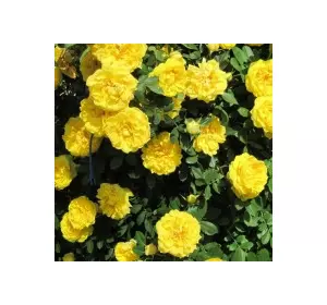 Троянда паркова (шраб) Консуелла (Konsuella) Троянда паркова (шраб) Консуелла (Konsuella)