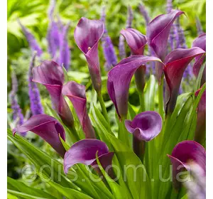 Калла Purple Sensation (Пурпл сенсейшн) 1 бульба 18/20 Калла Purple Sensation (Пурпл сенсейшн) 1 бульба 18/20