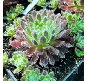 Молодило Тарантула Молодило Тарантула