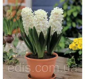 Гіацинт Carnegie (Карнегі) 1 цибулина (калібр 14/15 - великий) Гіацинт Carnegie (Карнегі) 1 цибулина (калібр 14/15 - великий)
