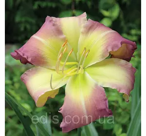 Лілейник Regency Heights Лілейник Regency Heights