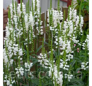 Фізостегія віргінська біла Summer Snow, саджанець Фізостегія віргінська біла Summer Snow, саджанець