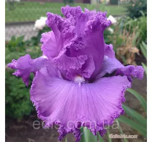 Ірис бородатий Recherche Ірис бородатий Recherche