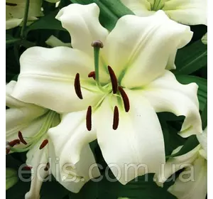 Лілія гігант Pretty Woman (Претті Вомен) 1 цибулина 12/14 Лілія гігант Pretty Woman (Претті Вомен) 1 цибулина 12/14