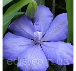 Клематис Mrs Cholmondeley (Місіс Челмондели / Чолмондели) Клематис Mrs Cholmondeley (Місіс Челмондели / Чолмондели)