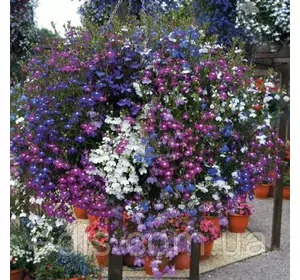 Лобелія Суміш 0,1 г Лобелія Суміш 0,1 г