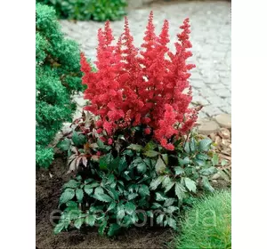 Астільба Etna (Етна) Астільба Etna (Етна)