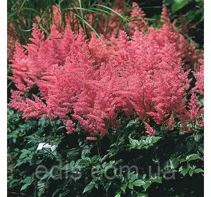 Астільба арендса Anita Pfeifer (Аніта Пфейфер) в контейнері Астільба арендса Anita Pfeifer (Аніта Пфейфер) в контейнері