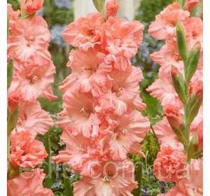 Гладіолус гофрований Blushed look (TYMSK) (Блашд Лук) 3 шт/уп Гладіолус гофрований Blushed look (TYMSK) (Блашд Лук) 3 шт/уп