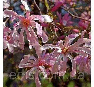 Магнолія Leonard Messel в контейнері 3 л. вік 3 р. Магнолія Leonard Messel в контейнері 3 л. вік 3 р.