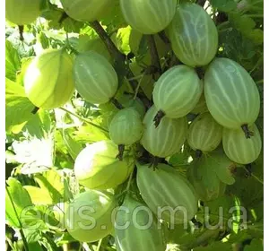 Агрус Зелений дощ (пізній) Агрус Зелений дощ (пізній)