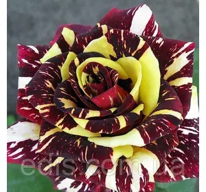 Троянда Абракадабра (Abracadabra) чайно-гібридна Троянда Абракадабра (Abracadabra) чайно-гібридна