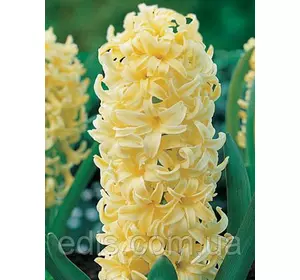 Гіацинт City of Haarlem 1 цибулина (калібр 18/19 - дуже великий) Гіацинт City of Haarlem 1 цибулина (калібр 18/19 - дуже великий)