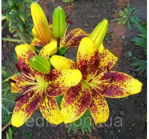 Лілія азіатська Tango Graffiti (Графіті) 1 цибулина 12/14 Лілія азіатська Tango Graffiti (Графіті) 1 цибулина 12/14