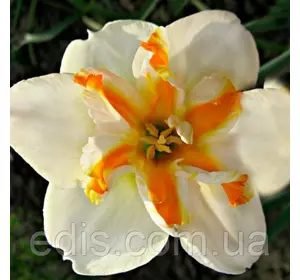 Нарцис розрізнокорончастий Delta 12/14 1 шт./пач. Нарцис розрізнокорончастий Delta 12/14 1 шт./пач.