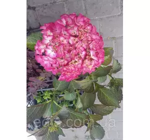 Гортензія великолисткова Salsa (Сальса) контейнер 1 л. Гортензія великолисткова Salsa (Сальса) контейнер 1 л.