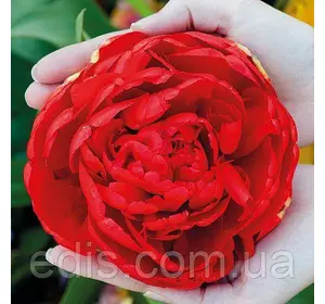 Тюльпан махровий пізній Salcido (Салсідо) 3 цибулинки Тюльпан махровий пізній Salcido (Салсідо) 3 цибулинки