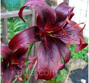 Лілія LO гібриди Night Flyer (Найт Флає) 1 цибулина 12/14 Лілія LO гібриди Night Flyer (Найт Флає) 1 цибулина 12/14