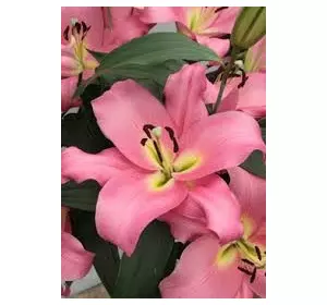 Лілія гігант Giordana (Джордана) 1 цибулина 12/14 Лілія гігант Giordana (Джордана) 1 цибулина 12/14